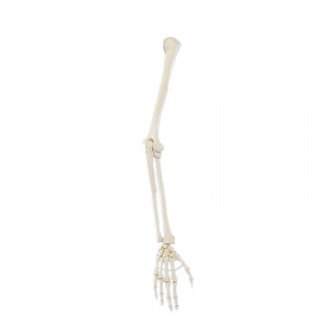 Erler-Zimmer Human Skeleton Arm Model